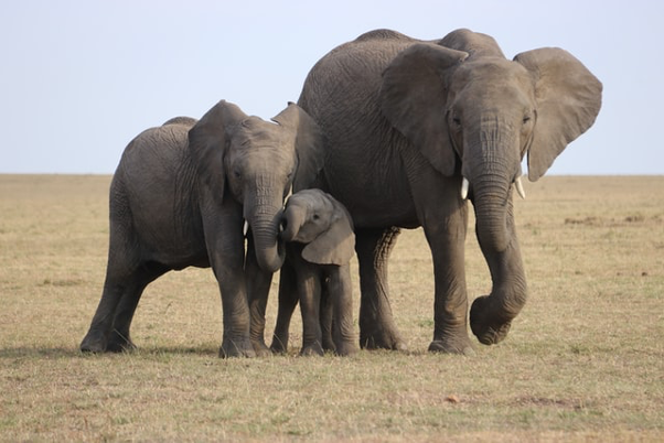 elephants